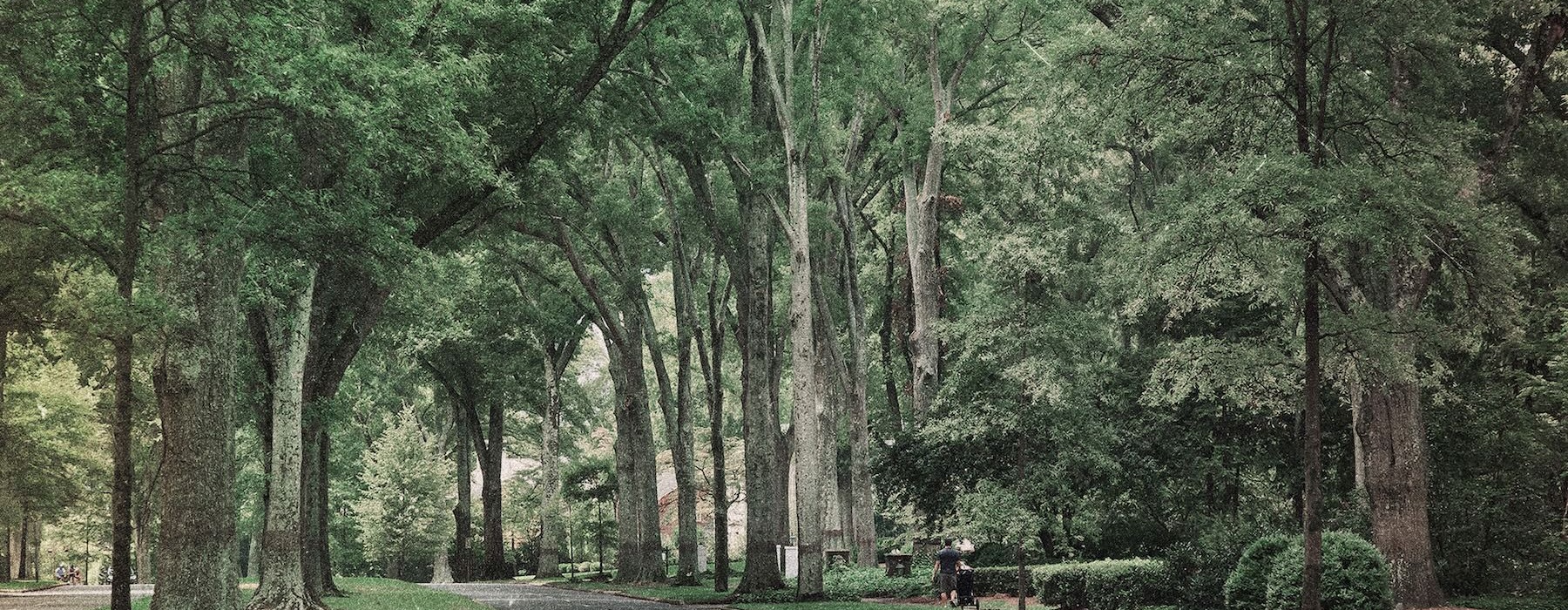 a street with many trees around it